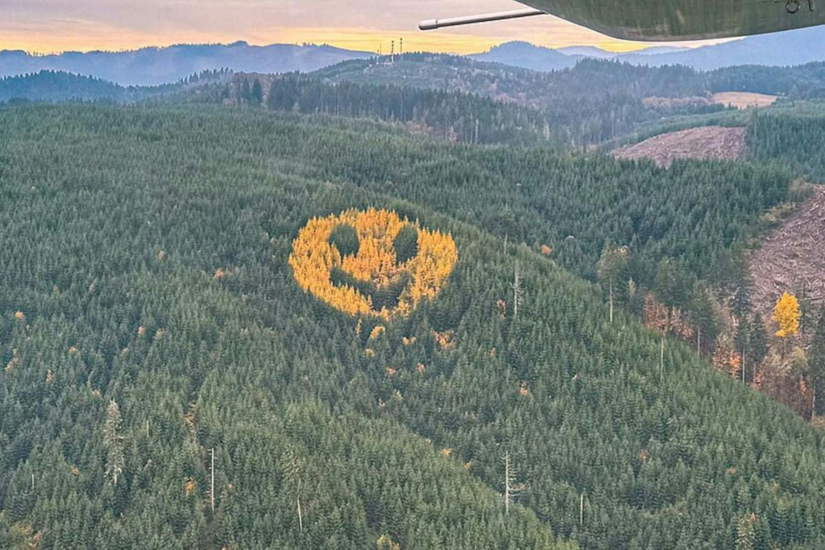 Autunno in Oregon: il gigantesco sorriso nascosto tra gli alberi che illumina la Highway 18 ogni anno