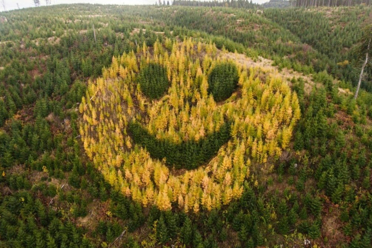 Autunno in Oregon: il gigantesco sorriso nascosto tra gli alberi che illumina la Highway 18 ogni anno