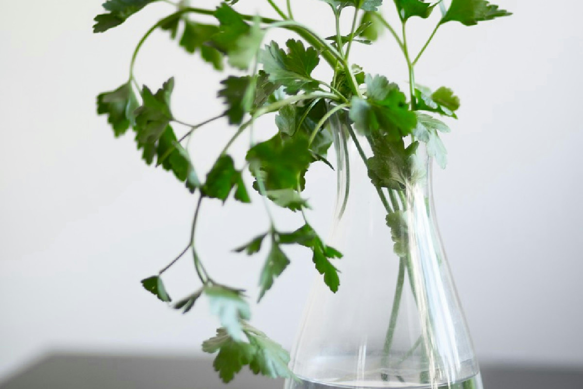 Prezzemolo sempre fresco in casa: la guida per coltivarlo in vaso o nell’orto tutto l’anno
